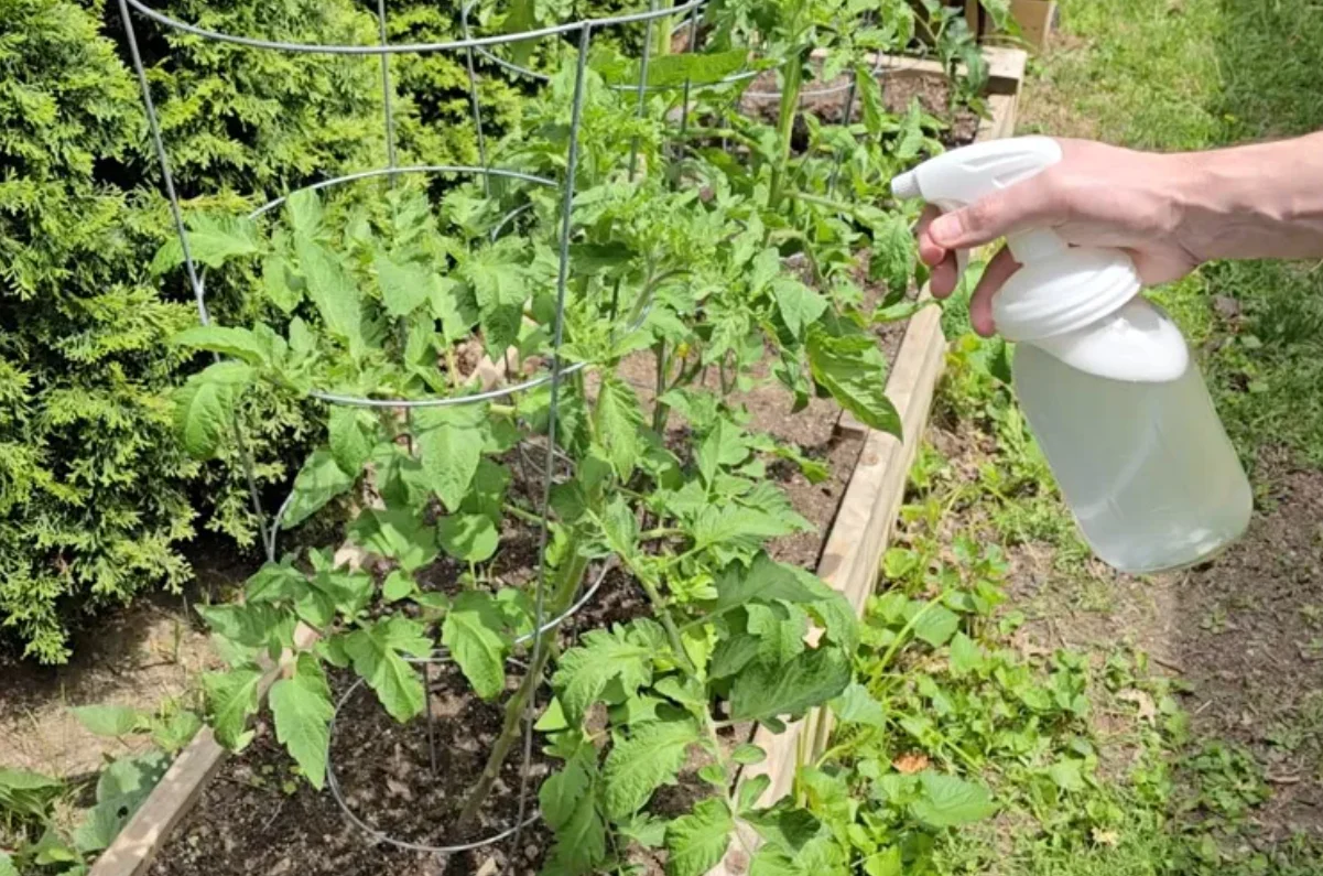 A pump garden sprayer being used to apply a fine mist to tomato foliage with careful coverage