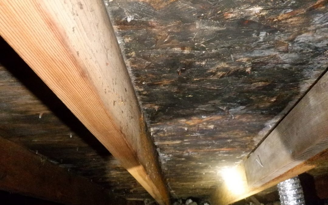 A real attic space with dark staining on roof sheathing near a vent, viewed from the hatch with a flashlight beam highlighting suspected mold