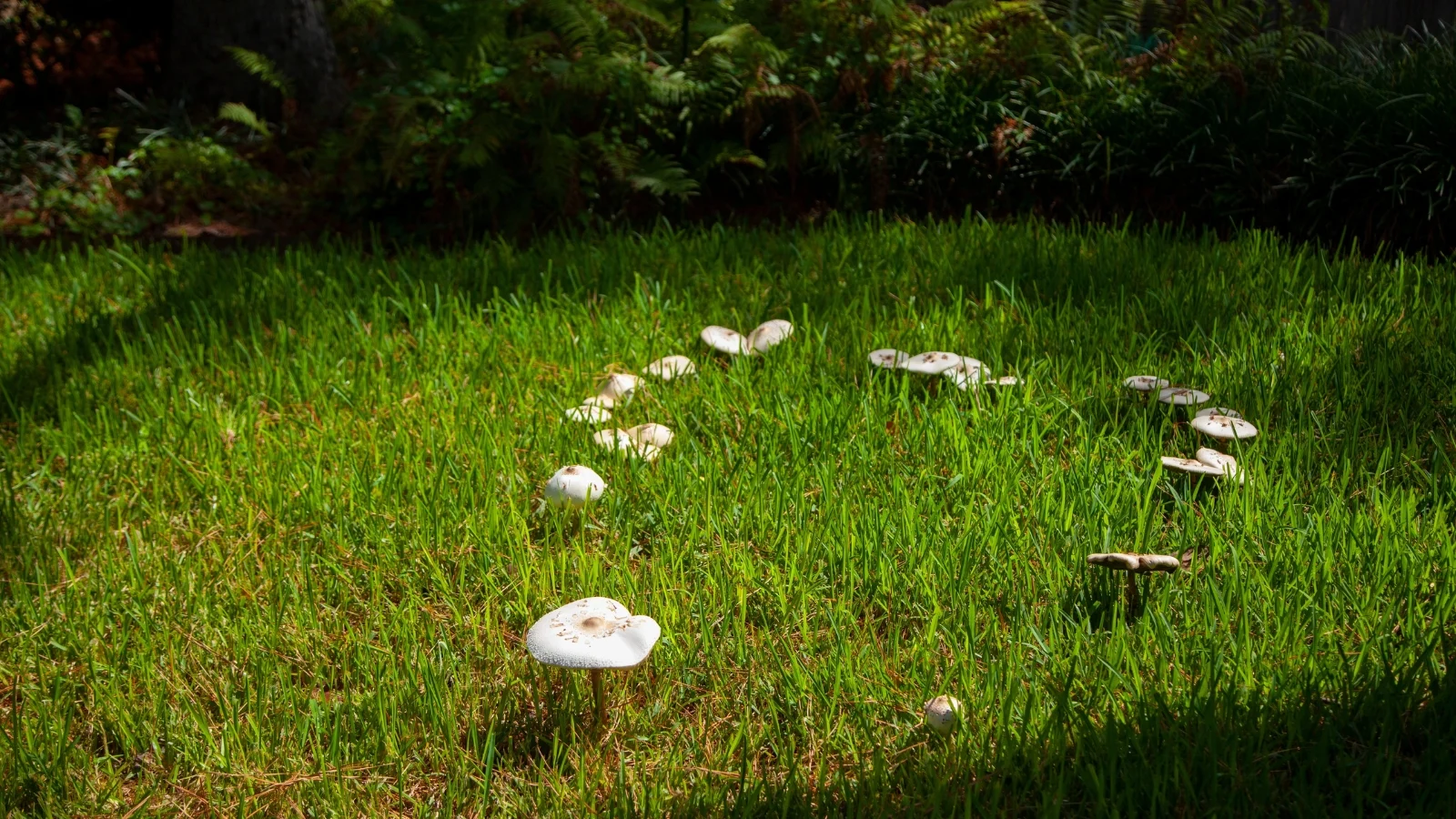 A real backyard lawn showing a curved ring of darker green grass with several small tan mushrooms along the arc, photographed in morning light