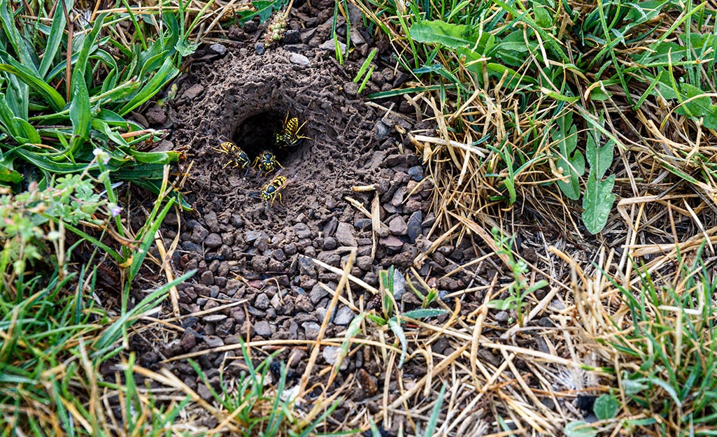 A real backyard lawn with a small round hole in the soil and several yellow jackets flying in and out near the ground, natural outdoor photo