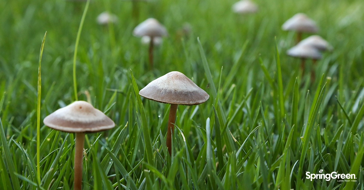 A real backyard lawn with several small brown mushrooms scattered through damp grass in soft morning light