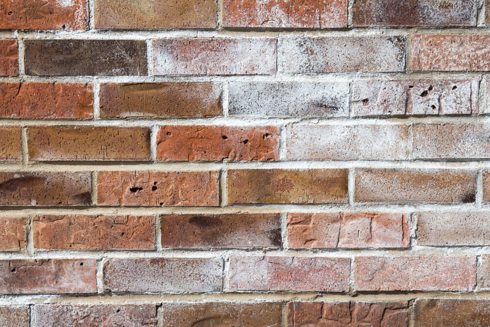 A real close-up photo of a brick wall with white powdery efflorescence staining on the brick face and mortar joints in daylight