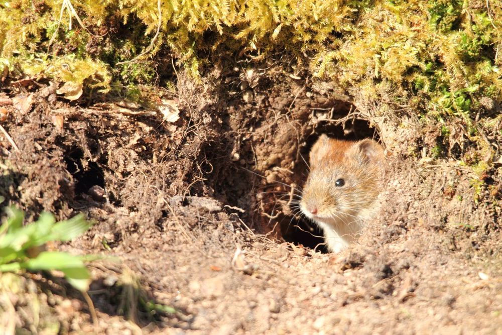 A real close-up photo of a snap trap placed in a narrow grass runway with a small wooden cover box positioned over it to shield pets and birds