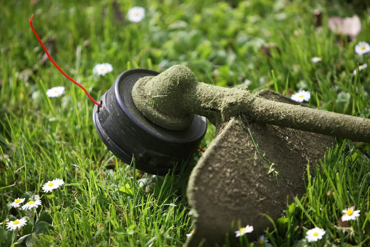 A real close-up photo of thick grass wrapped around a string trimmer head near the guard on a sunny lawn