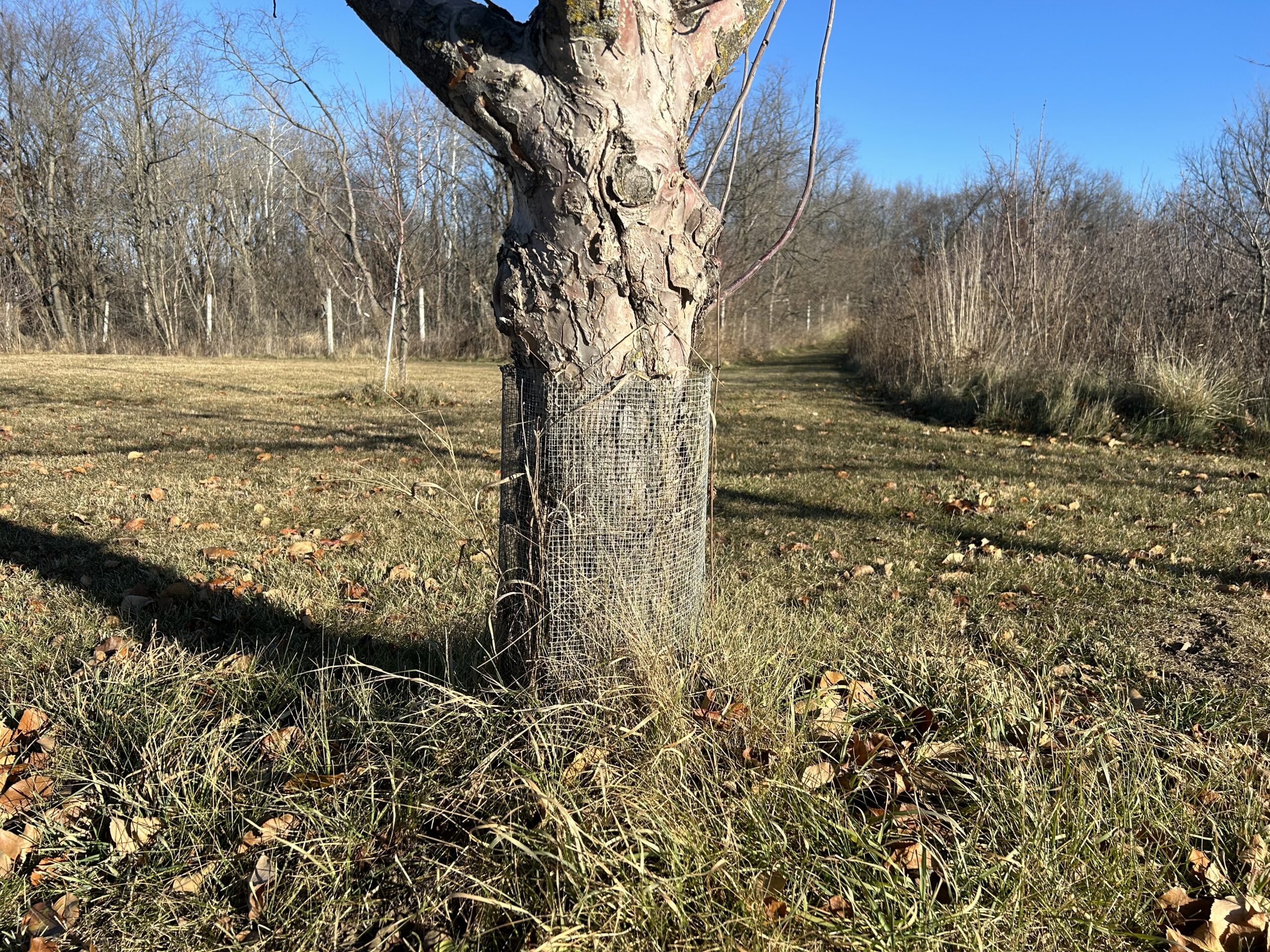 A real outdoor photo of a young tree with a cylinder of galvanized hardware cloth wrapped around the trunk, secured with wire, with mulch pulled back from the bark