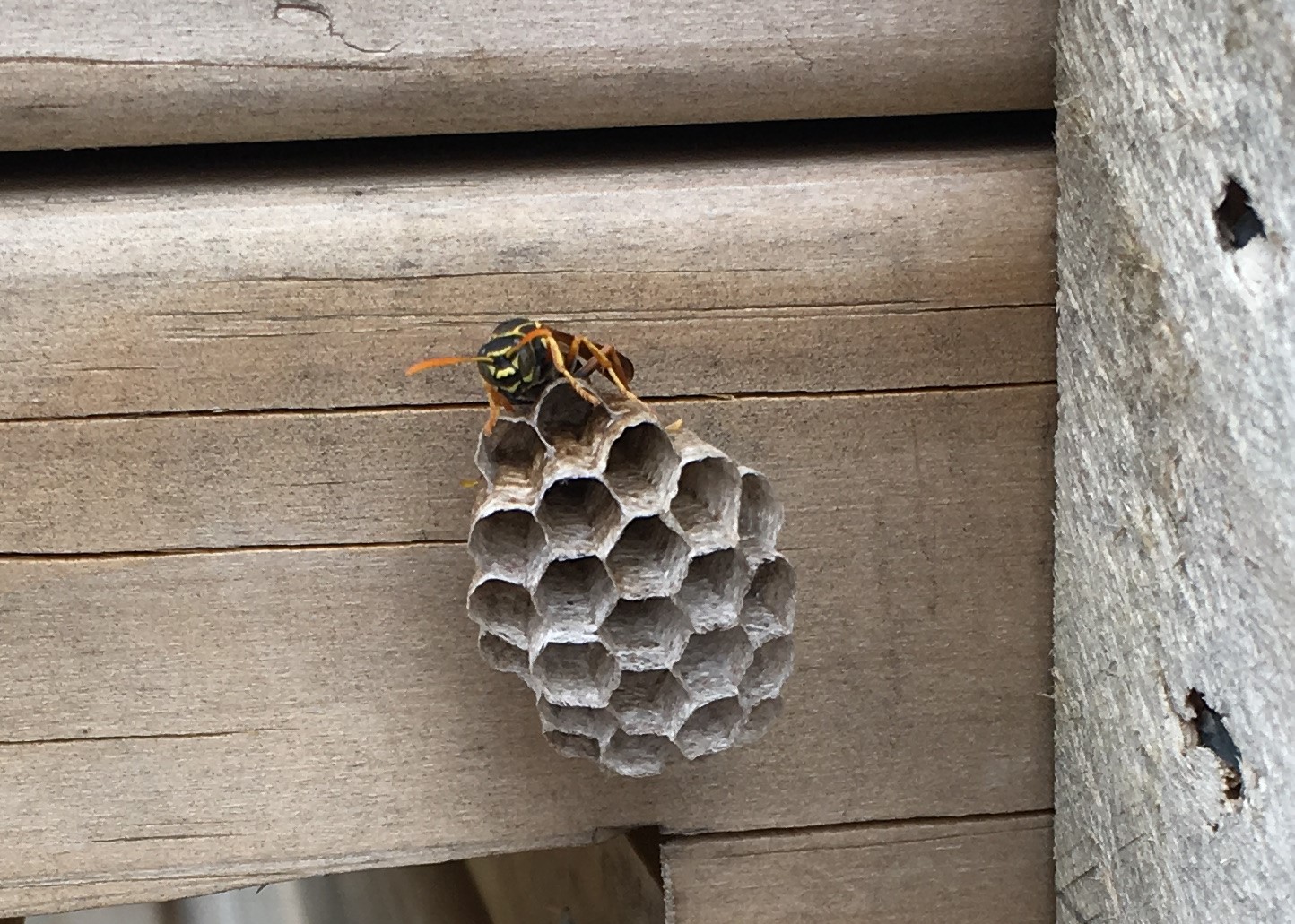 A real photo close-up of a small paper wasp nest with open hexagonal cells hanging from a porch ceiling, with a few paper wasps resting on the nest