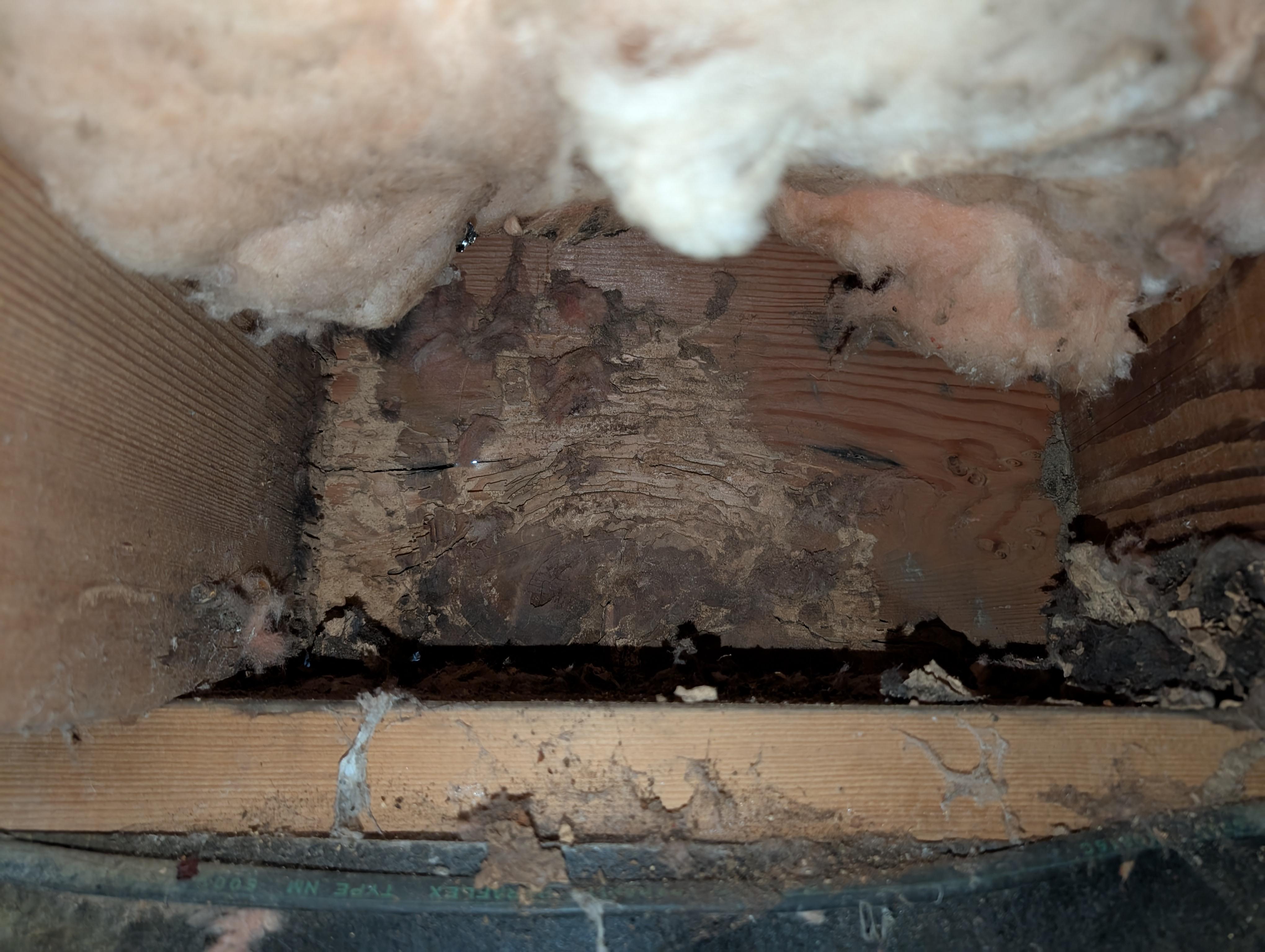 A real photo of a basement ceiling joist with a small pile of fine powdery wood dust collected on top of a nearby pipe beneath several tiny round exit holes