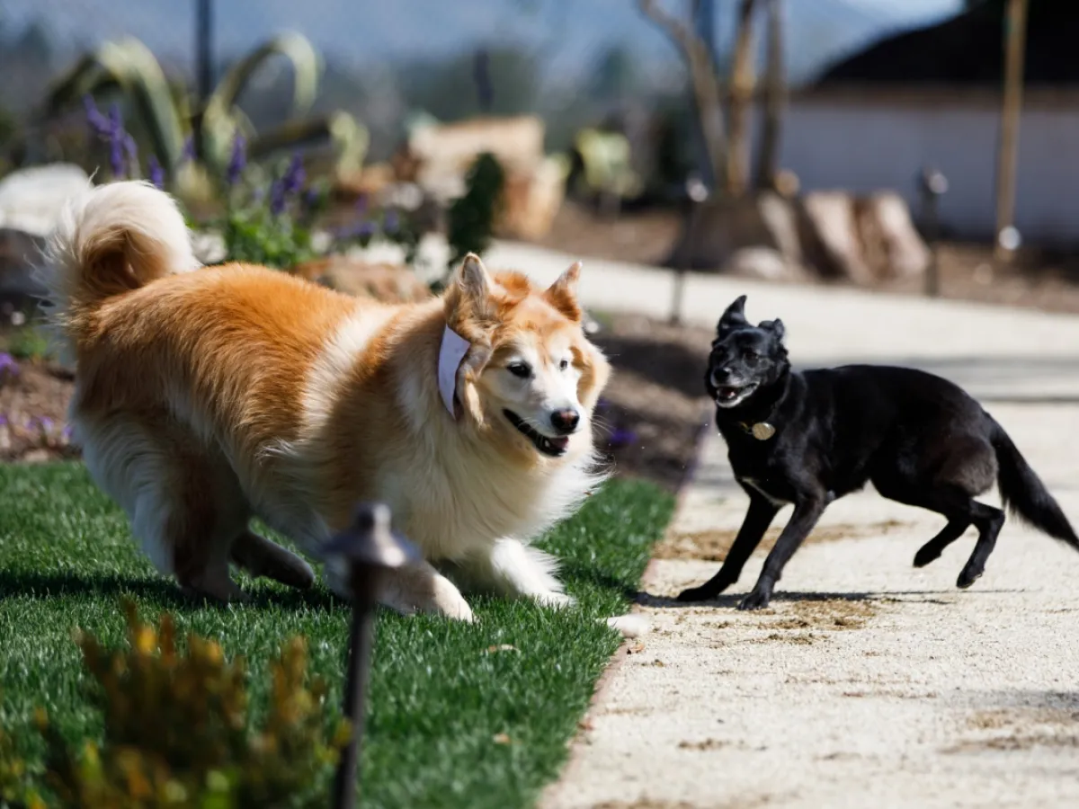A real photo of a medium-sized dog on a leash walking next to a neatly trimmed lawn edge in a backyard, showing safer pet paths away from tall grass