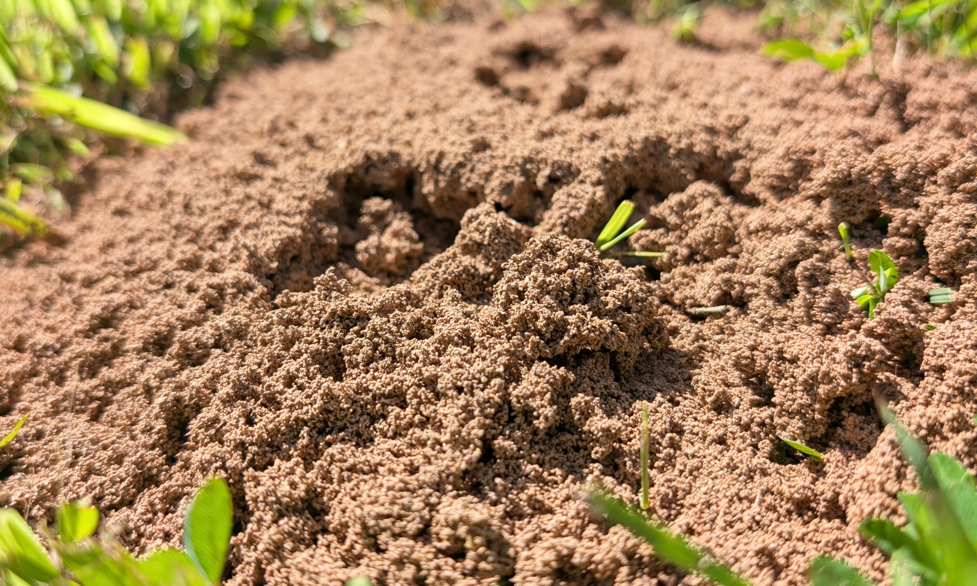 A real photograph of a fire ant mound rising from short green lawn grass in a suburban yard, natural daylight, close enough to see the sandy soil texture and scattered ants on the surface