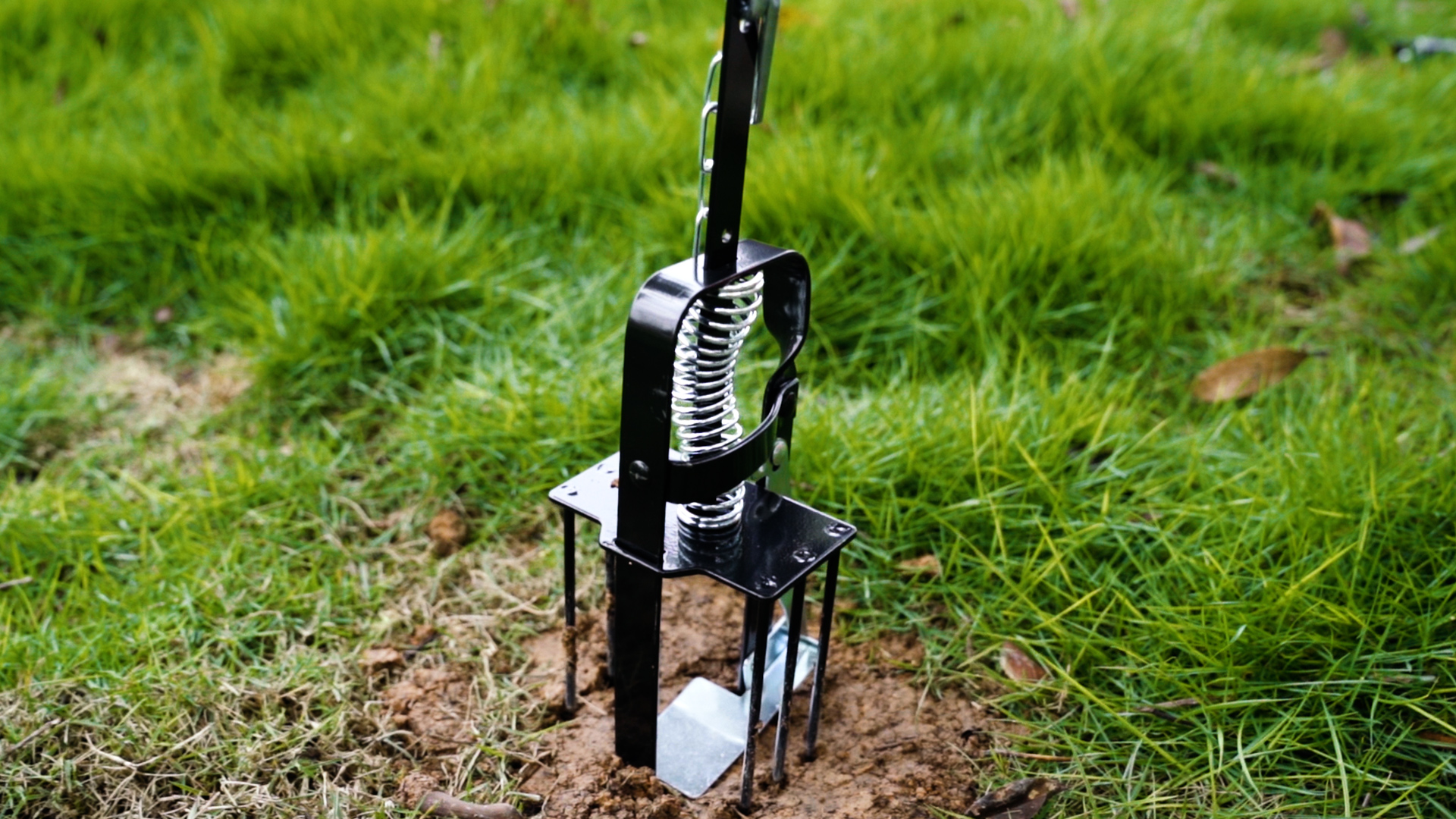 A real photograph of a mole trap carefully set in a grassy lawn over a raised tunnel, with soil slightly opened around the trap, daytime outdoor lighting