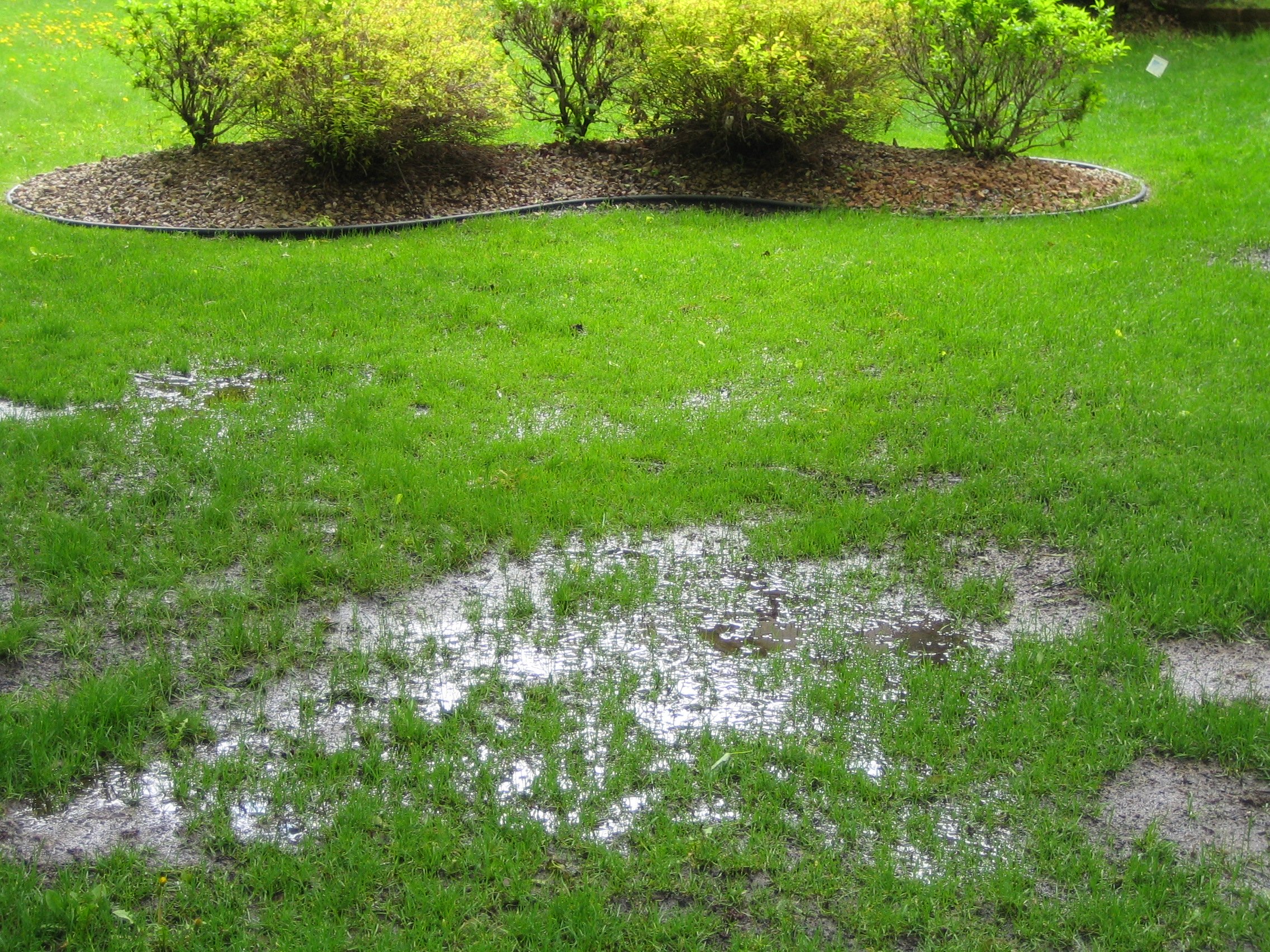 A real photograph of a residential backyard with a visibly soggy patch of grass and shallow standing water over a septic drain field area on an overcast day