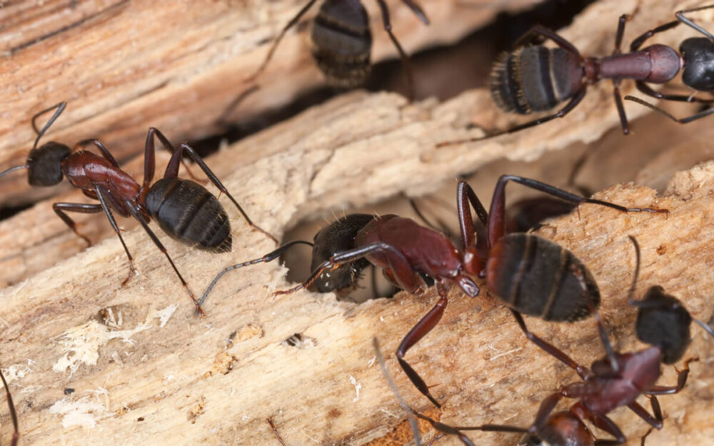 A real photograph of a small ant bait station placed on a hardwood floor tight to a baseboard in a quiet hallway, natural indoor lighting