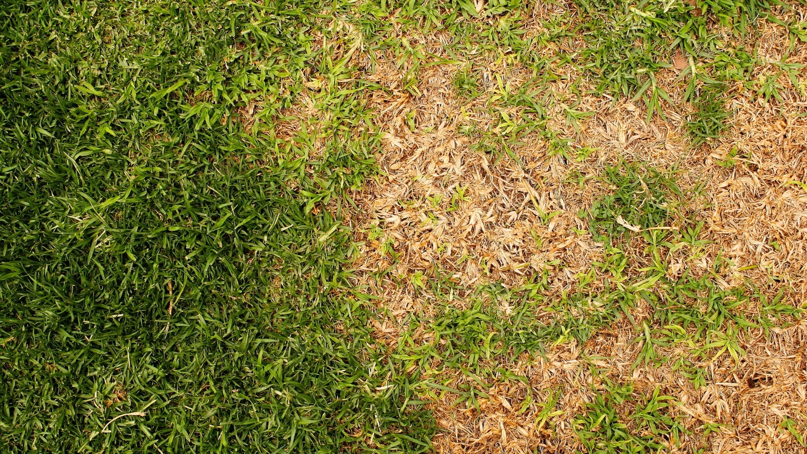 A real suburban backyard lawn with several irregular tan-brown patches surrounded by greener grass, photographed in early summer daylight
