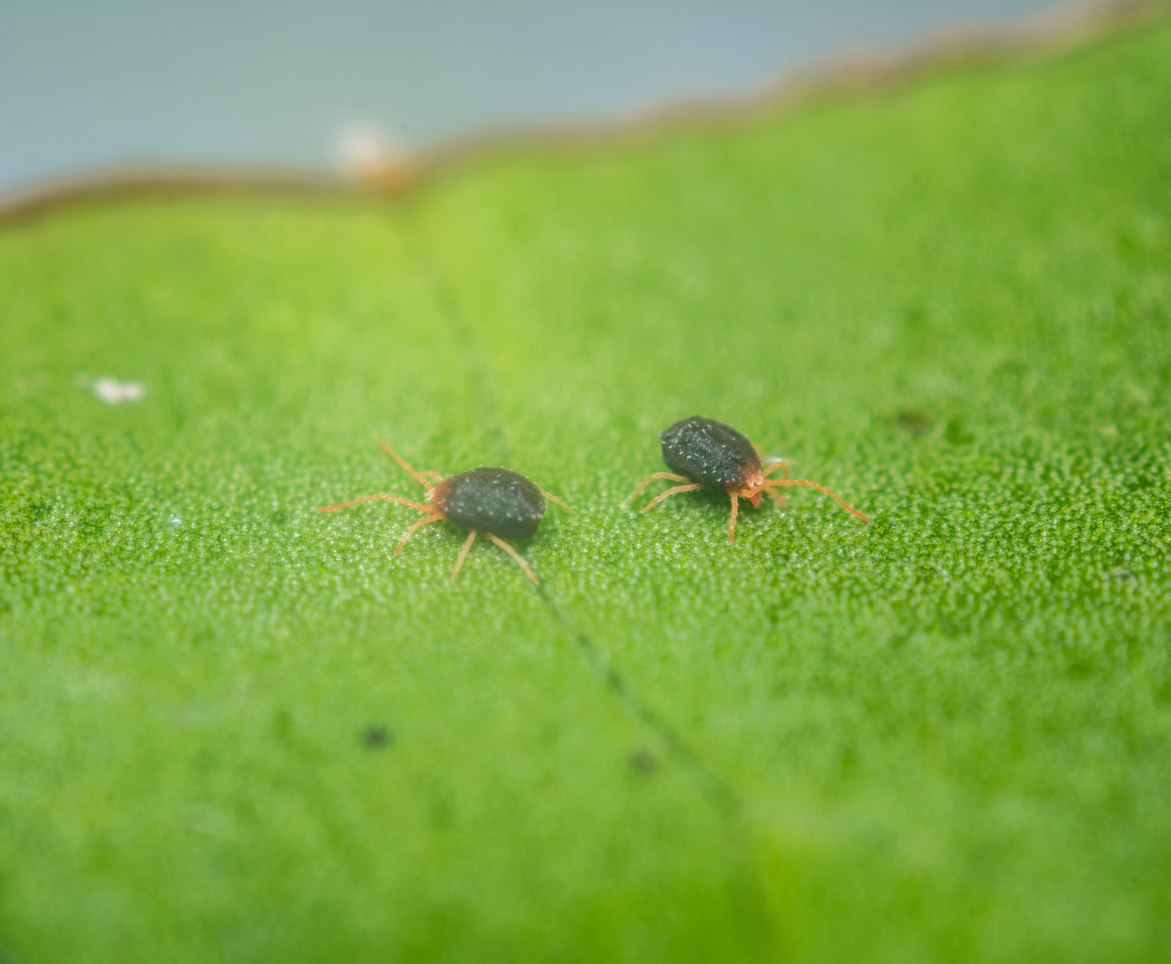 A single clover mite on a painted surface showing its tiny red body and long front legs