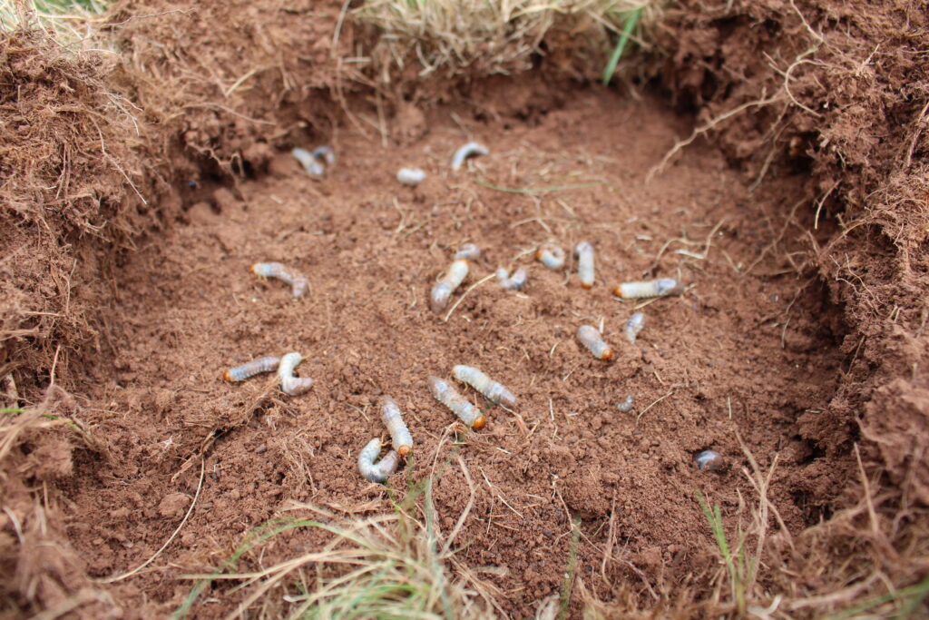 A square of sod peeled back while a hand checks soil for white C-shaped grubs near the roots