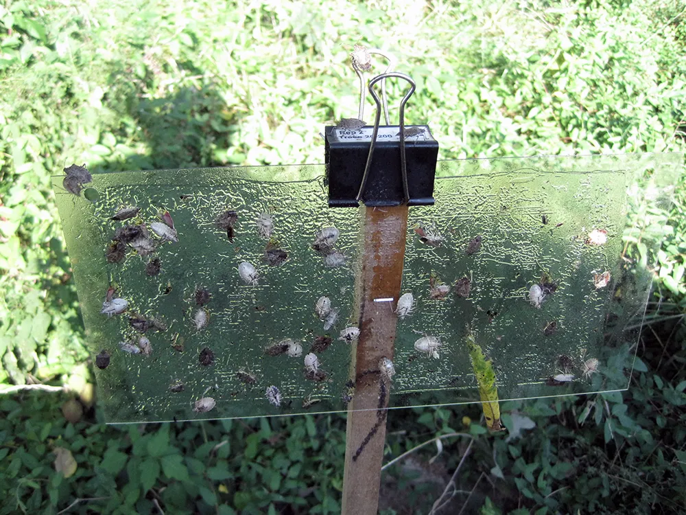 A stink bug trap hanging from a stake at the edge of a garden bed, positioned away from vegetable plants