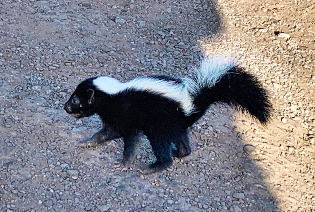A striped skunk walking across a suburban backyard lawn at dusk near a garden bed, natural wildlife photography style