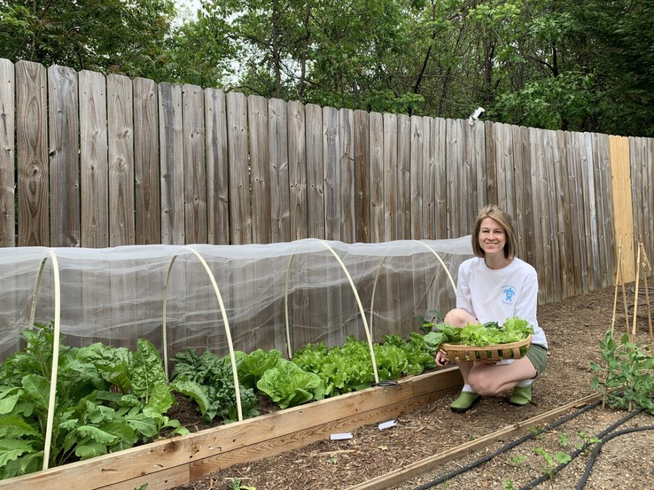 A vegetable garden bed covered with white floating row cover fabric supported by hoops with edges weighted down