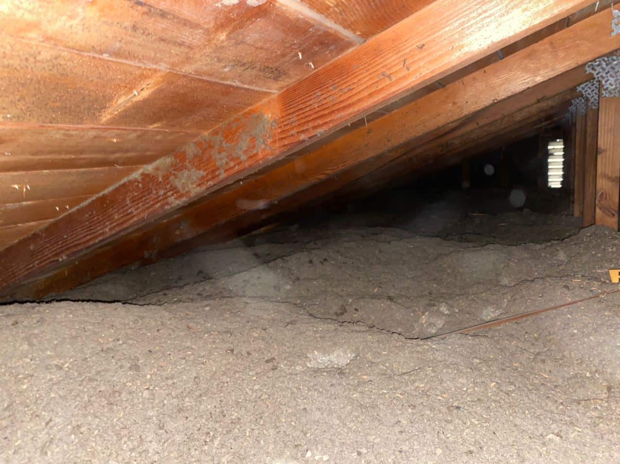 Attic floor insulation showing a flattened trail where an animal has repeatedly walked through