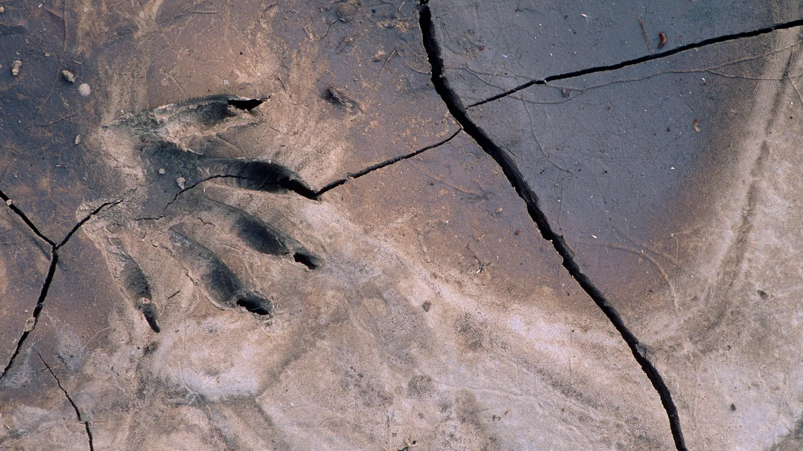 Close-up of raccoon paw prints in damp soil along a backyard garden bed, realistic outdoor photo