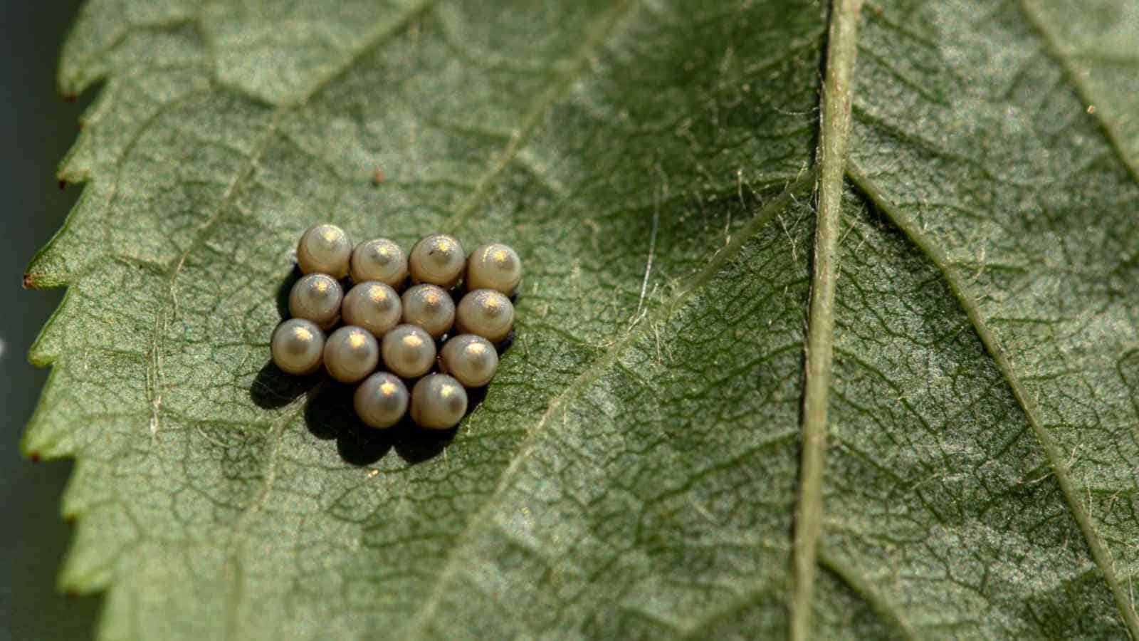 Close-up of stink bug eggs clustered on the underside of a garden leaf