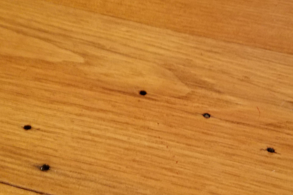 Close-up photo of a finished hardwood floor board with several tiny round exit holes and a light dusting of fine powdery frass around them