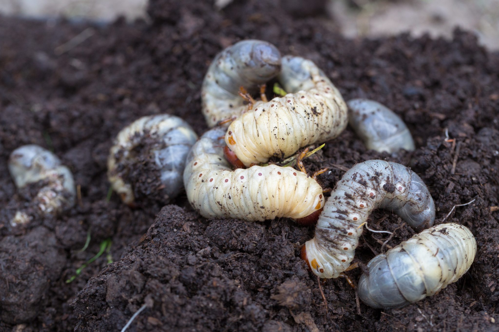 Close-up photo of several white C-shaped beetle grubs on dark soil next to grass roots, shallow depth of field backyard scene