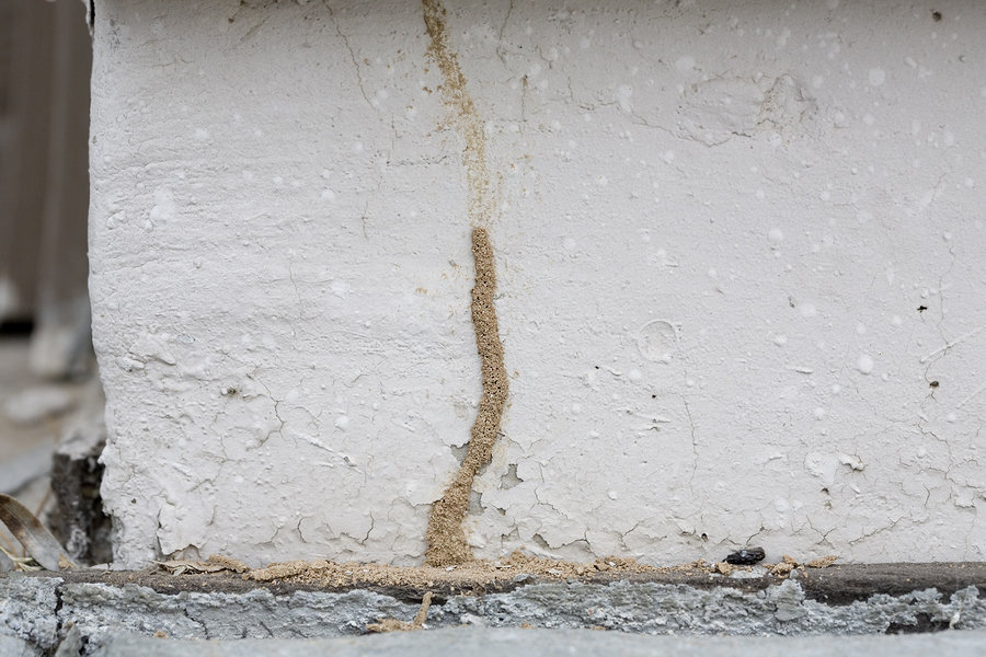 Close-up real photo of termite mud tubes climbing up a concrete foundation wall near a home’s exterior corner, shallow depth of field, natural daylight