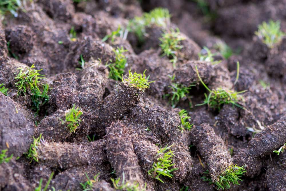 Fresh soil plugs scattered across a lawn after core aeration, with an aerator machine in the background