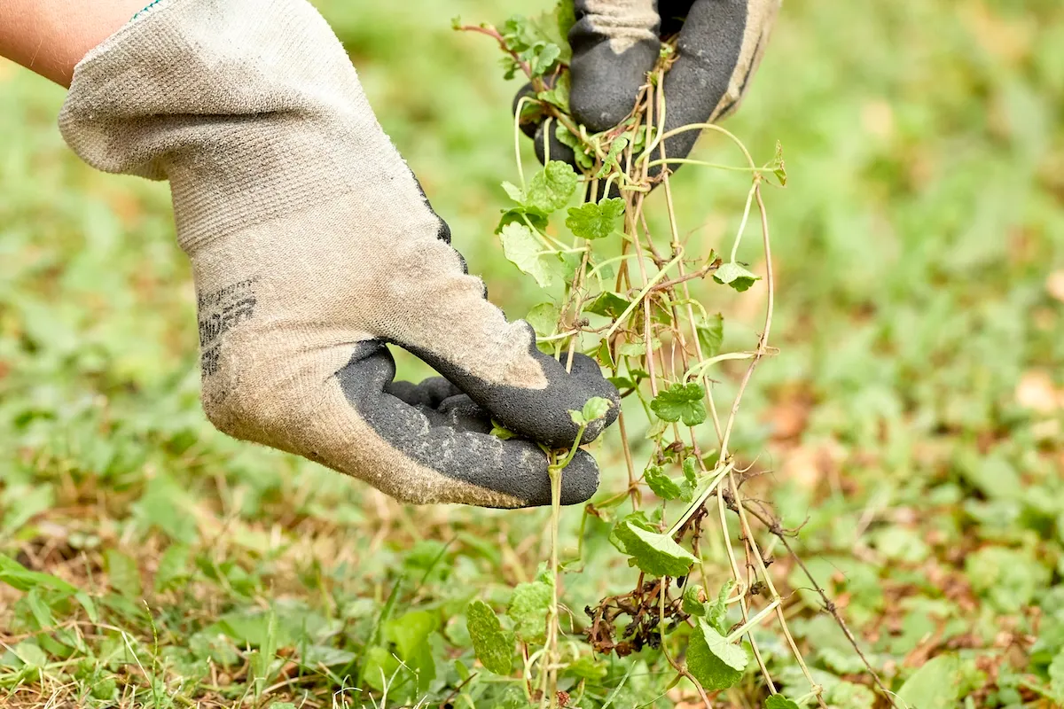 Gloved hands pulling Creeping Charlie runners from thin turf, with long stems and scalloped leaves visible