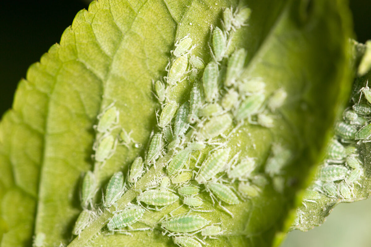Green aphids clustered on tender new leaves and a stem tip of a houseplant