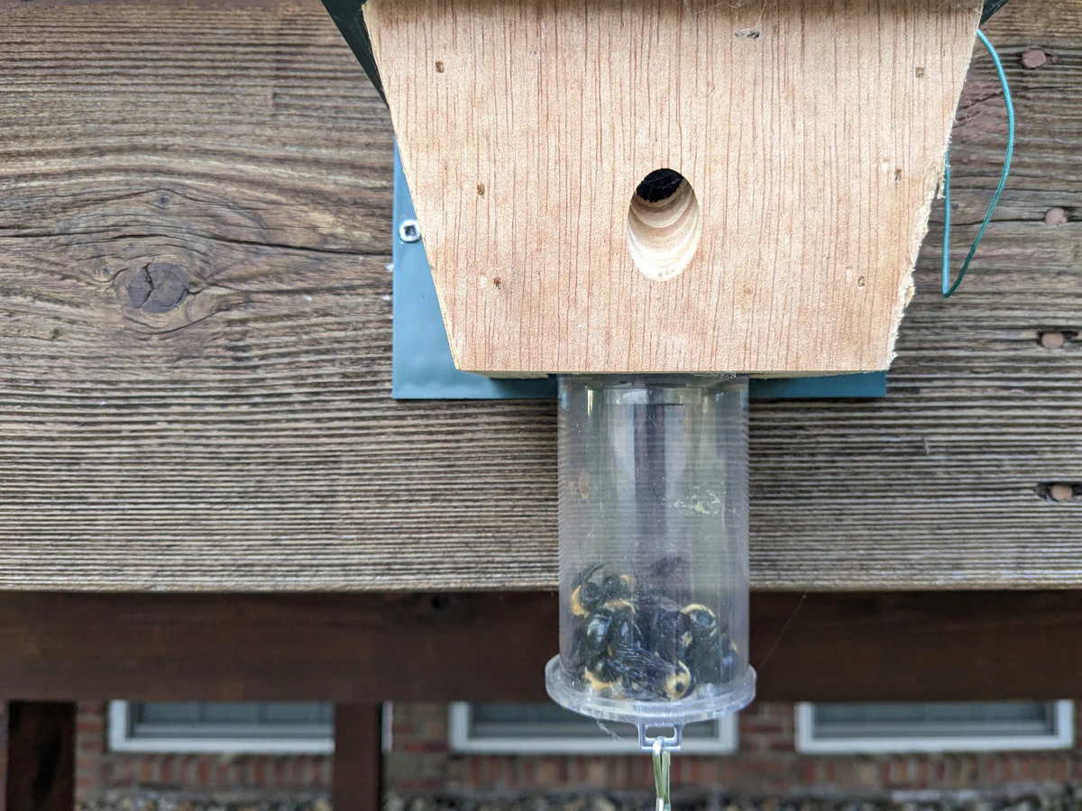 Photo of a wooden carpenter bee trap hanging from a hook on a covered porch beam, with a clear collection jar attached at the bottom, shot in late afternoon light