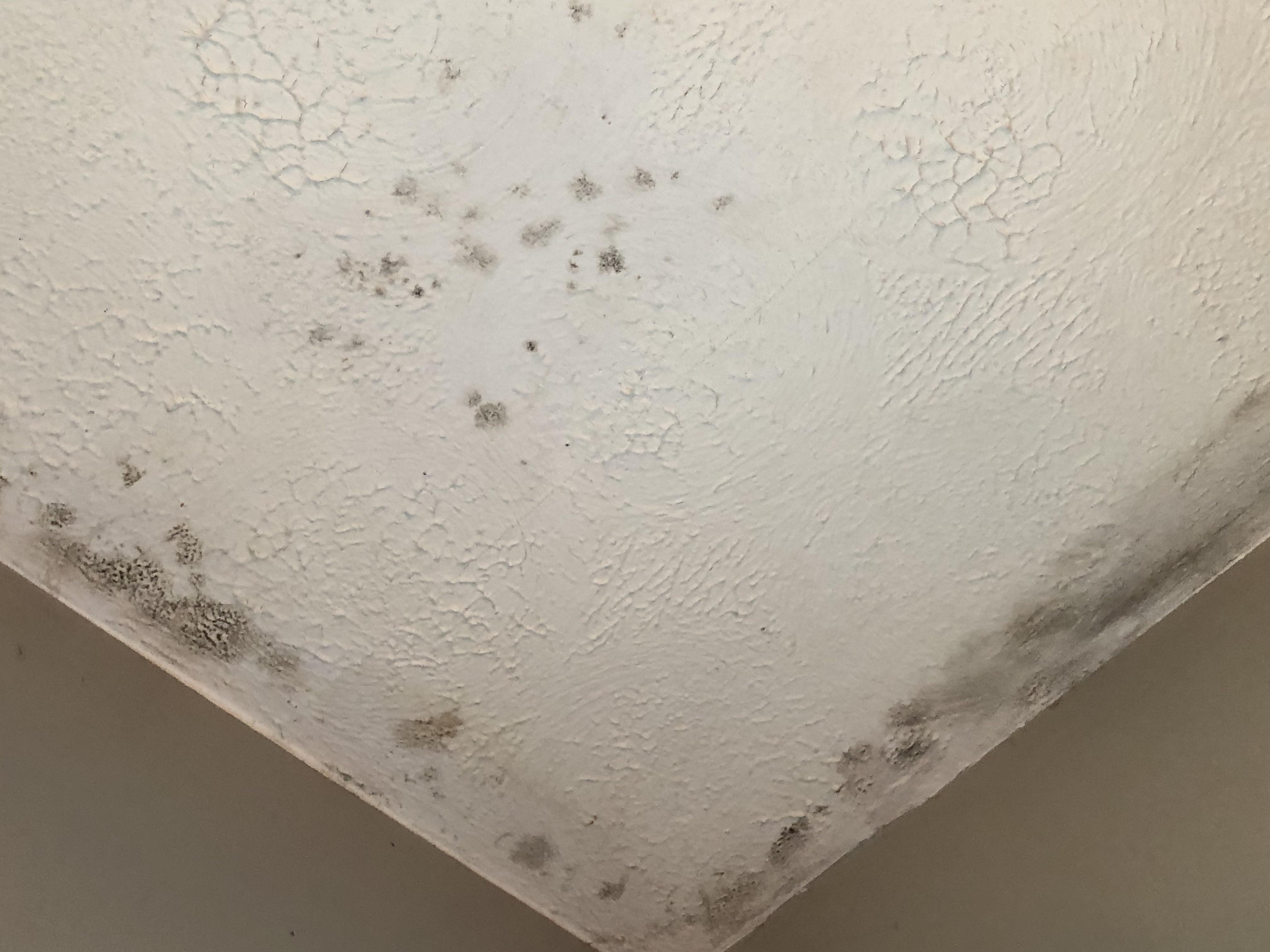How to Remove Mold from Bathroom Walls and Ceiling