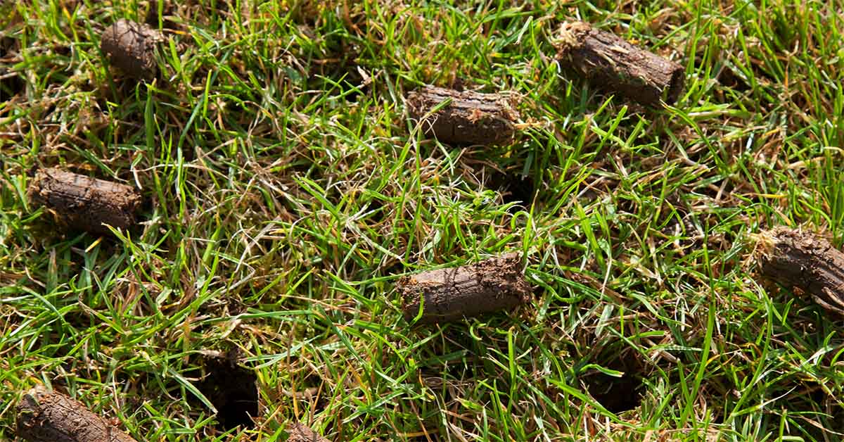 How to Aerate and Overseed Your Lawn